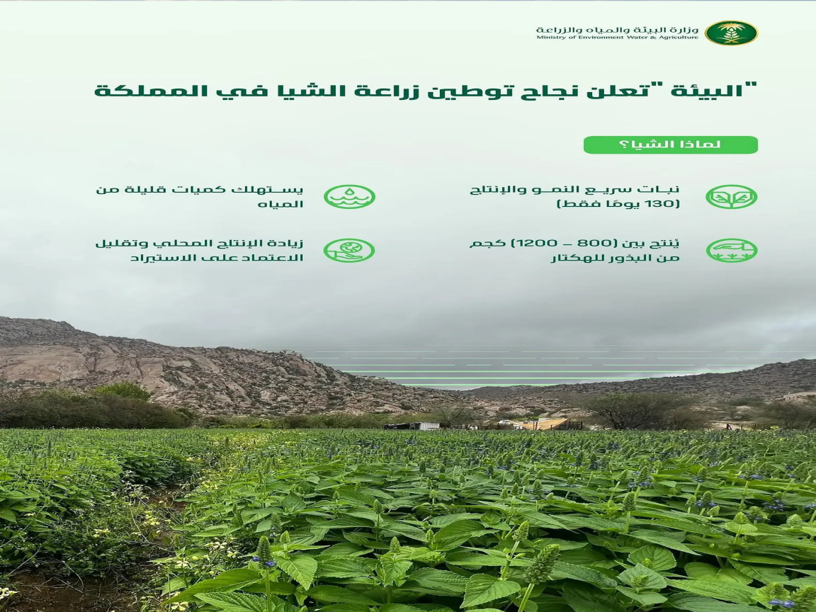 توطين زراعة الشيا في المملكة: خطوة نحو الاستدامة الزراعية والأمن العذائي